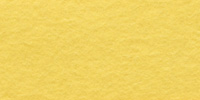 Daisy Yellow WWF066